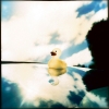 skyduck